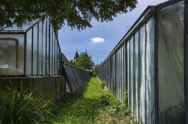 Greenhouses bear witness to the tradition of vegetable growing in the Niederzell district on the island of Reichenau, Lake Constance, Baden-Württemberg, Germany, with the church of St Peter and St Paul in the background, Europe