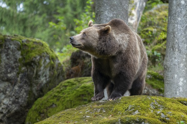 Brown bear (Ursus arctos) standing on a rock covered with moss, captive, Bavarian Forest National Park, Bavaria, Germany, Germany, Europe