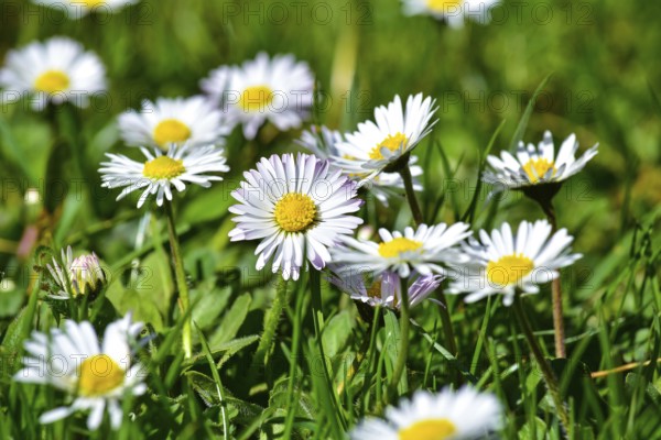 Daisies in a meadow near Augsburg, Bavaria, Germany, Europe