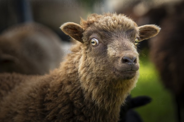 Brown sheep, portrait, funny facial expression, cautious, critical, Ouessant sheep (Breton dwarf sheep), grazing. Germany