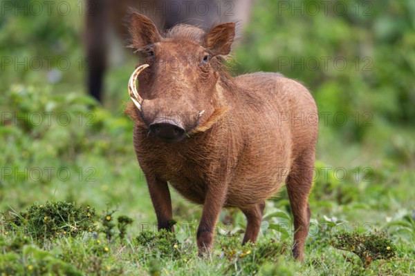 Warthog (Phacochoerus aethiopicus) Aberdare National Park Kenya