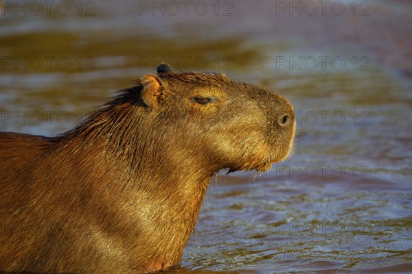 Capybara (Hydrochaeris hydrochaeris) Pantanal Brazil