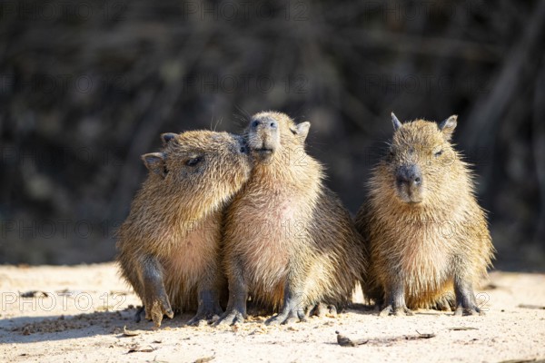 Capybara (Hydrochaeris hydrochaeris) Pantanal Brazil