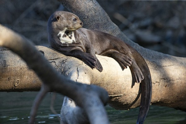 Giant otter (Pteronura brasiliensis) Pantanal Brazil