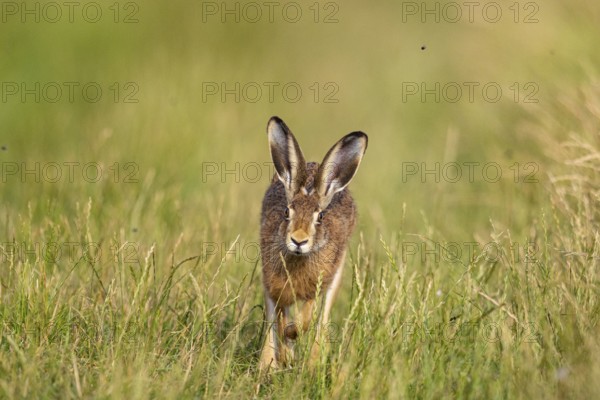 European hare (Lepus europaeus) Germany