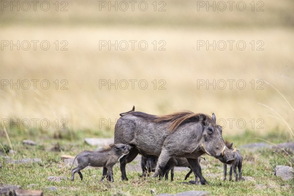 Warthog (Phacochoerus aethiopicus) Masai Mara Kenya