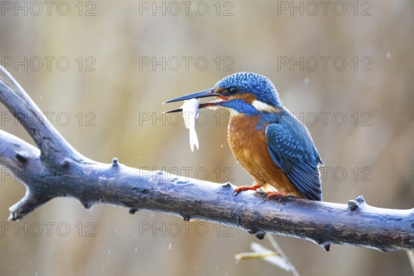 Kingfisher (Alcedo atthis) wbl Germany