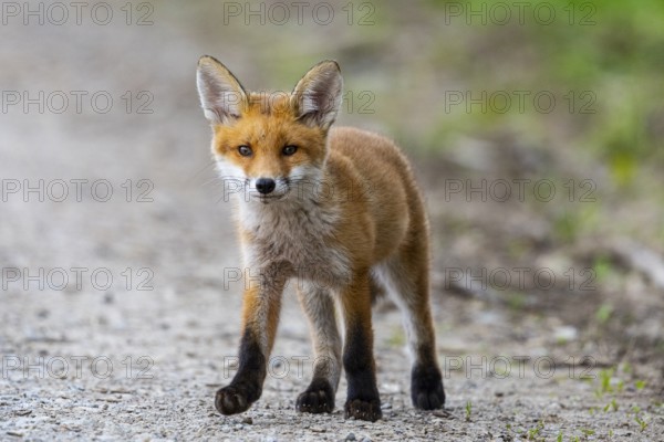 Fox (Vulpes vulpes) puppy Germany