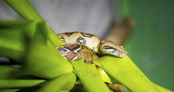 King boa (Boa constrictor), sitting on a green plant, Heredia province, Costa Rica, Central America