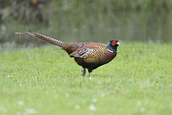 Pheasant (Phasianus colchicus), male standing in meadow, Texel, North Holland, Netherlands