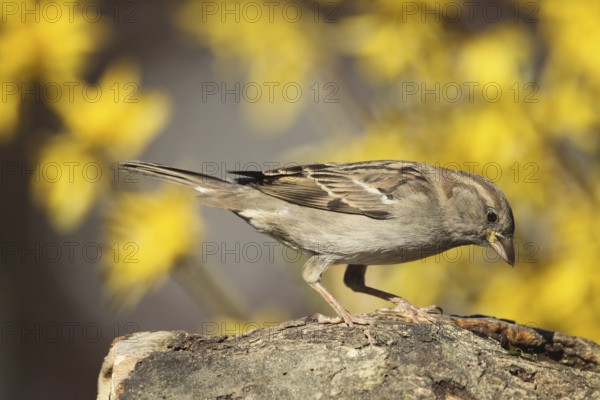 House Sparrow (Passer domesticus) female, Allgäu, Bavaria, Germany, Allgäu, Bavaria, Germany, Europe