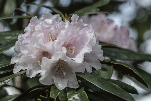 Rhododendron blossom (Rhododendron Teddy Bear), Emsland, Lower Saxony, Germany, Europe