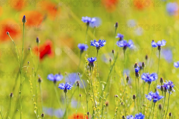 Corn poppy (Papaver rhoeas) and cornflower (Centaurea cyanus) in bloom in a meadow, Saxon Switzerland, Saxony, Germany, Europe