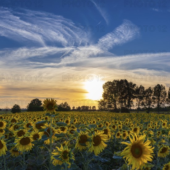 Field of blooming sunflowers (Helianthus annuus) at sunset, Großenhain, Saxony, Germany, Europe