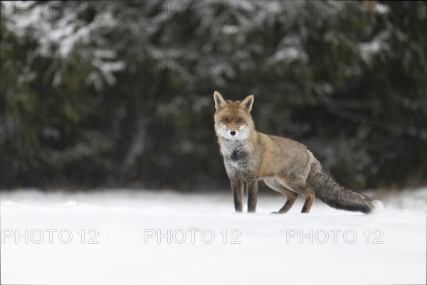 Red fox in the snow, Steinborn, Rhineland-Palatinate, Germany, Europe