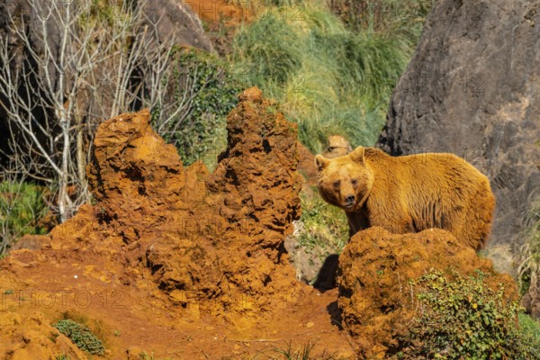 A brown bear stands in front of a pile of rocks. The bear is looking at the camera, and the scene is peaceful and serene