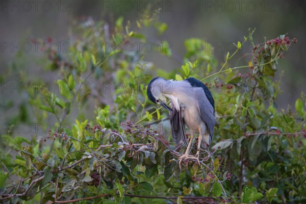 Black crowned night heron (Nycticorax nycticorax) Pantanal Brazil