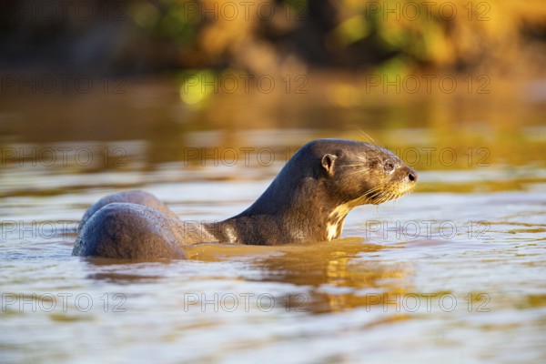 Giant otter (Pteronura brasiliensis) Pantanal Brazil