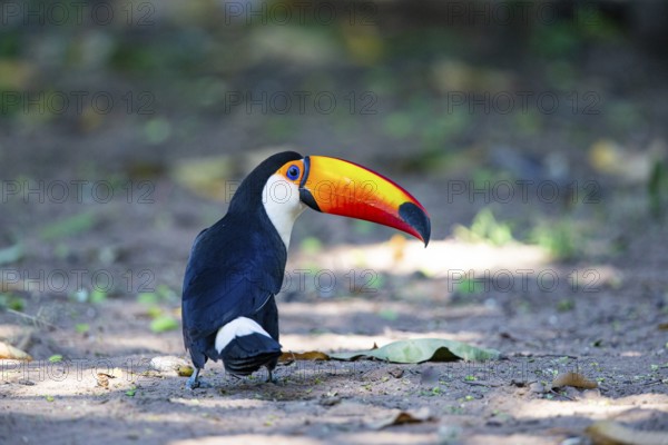 Giant toucan (Ramphastos toco) Pantanal Brazil