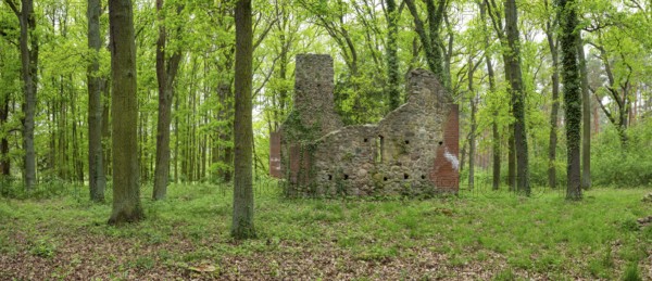 Ruins of a village church in the forest, fieldstone church, deserted village of Dangelsdorf, Hoher Fläming nature park Park, Brandenburg, Germany, Europe