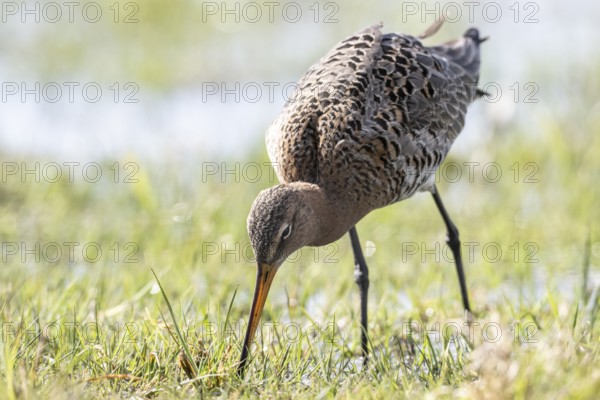 Black-tailed godwit (Limosa limosa), Lower Saxony, Germany, Europe