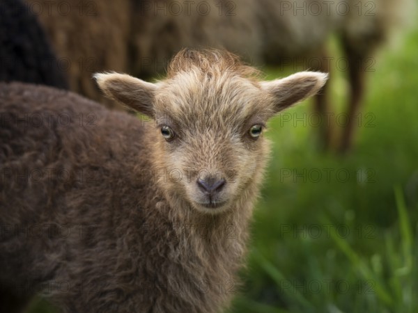 Brown lamb, portrait, Ouessant sheep (Breton dwarf sheep), grazing. Germany