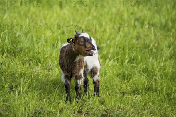 Domestic goat, tricoloured pied, bleating, in a meadow. Germany