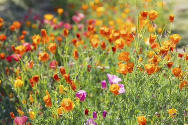 California poppy (Eschscholzia californica) in bloom, Saxony, Germany, Europe