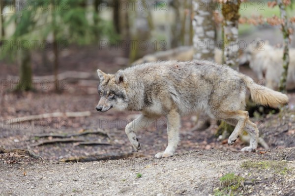 A group of grey wolves (Canis lupus lupus) runs through the forest on an overcast day