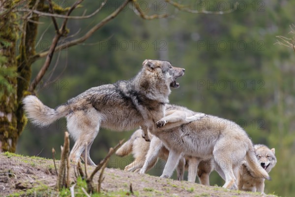A pack of grey wolves (Canis lupus lupus) playing on a hill and showing social behaviour