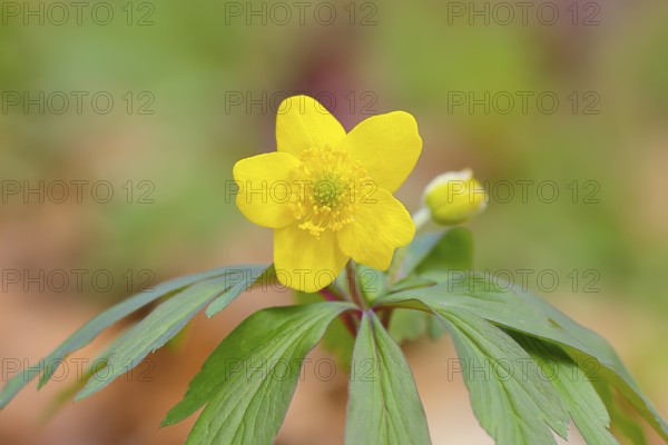 Yellow Anemone (Anemone ranunculoides) flowering, Holzbachschlucht, Rhineland-Palatinate, Germany, Europe