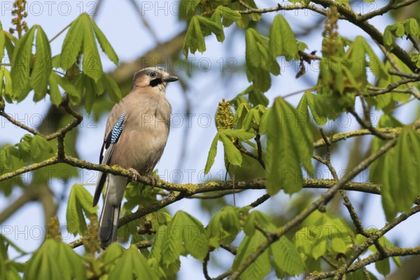 A jay (Garrulus glandarius) sits attentively on a branch surrounded by freshly sprouted leaves of a chestnut tree, Hesse, Germany, Europe