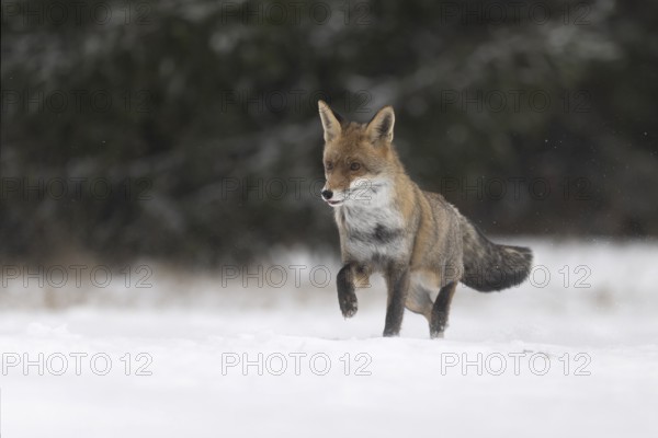 Red fox in the snow, Steinborn, Rhineland-Palatinate, Germany, Europe