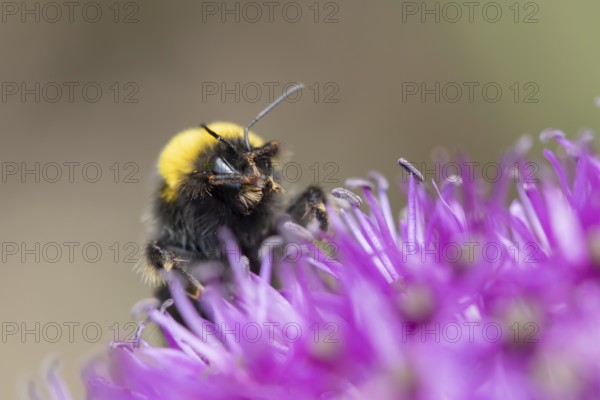 Buff tailed bumblebee (Bombus terrestris) adult bee on a purple Allium flower in an urban garden in summer, England, United Kingdom, Europe
