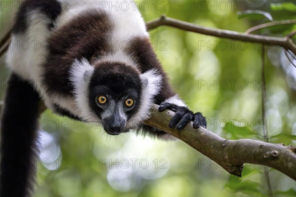 Black-and-white ruffed lemur (Varecia variegata), Le Palmarium reserve, Ambinaninony, Atsinanana, Madagascar, Africa