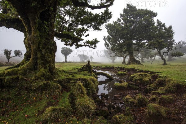 Laurel trees overgrown with moss and plants in the mist, old laurel forest (Laurisilva), stinkwood (Ocotea foetens), UNESCO World Heritage Site, Fanal, Madeira, Portugal, Europe