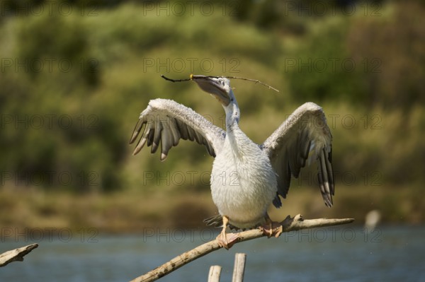 Great white pelican (Pelecanus onocrotalus) sitting, France, Europe