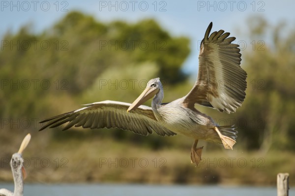 Great white pelican (Pelecanus onocrotalus) landing, France, Europe