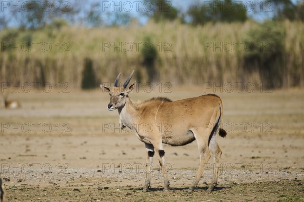 Common eland (Taurotragus oryx) standing in the dessert, captive, distribution Africa