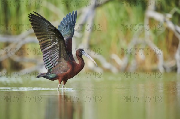 Glossy ibis (Plegadis falcinellus) cleaning its feathers in the water shaking its wings, Camargue, France, Europe
