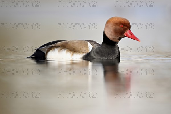 Red-crested pochard (Netta rufina), male swimming, Lake Zug, Switzerland, Europe
