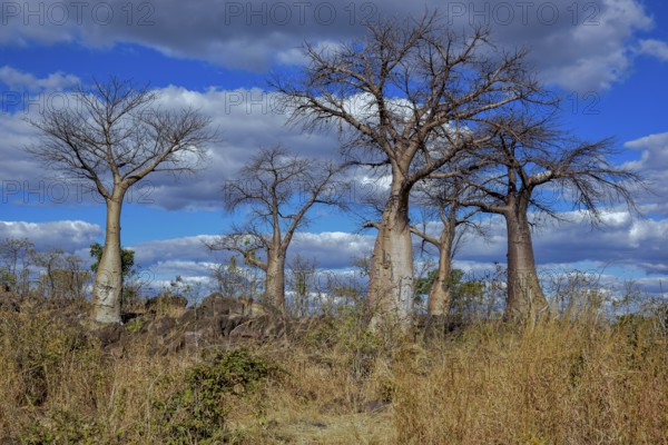 African baobabs (Adansonia digitata), Savuti, Chobe National Park, Bostwana