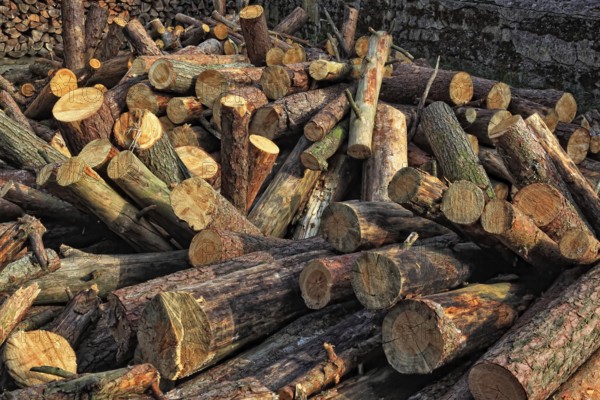 Firewood, logs, sawn into metre pieces