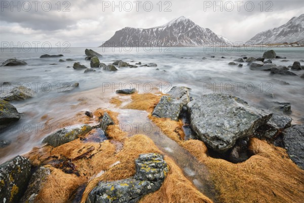 Rocky coast of fjord of Norwegian sea in winter with snow. Skagsanden beach, Lofoten islands, Norway, Europe