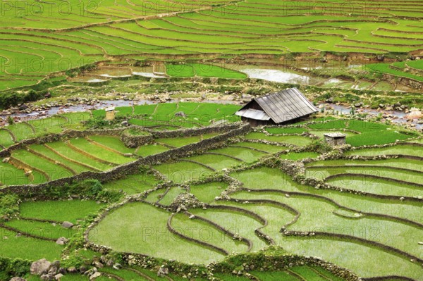 Farm shed in rice field terraces. Near Sapa, Vietnam, Asia