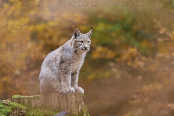Eurasian lynx (Lynx lynx), sitting on tree trunk in autumn forest