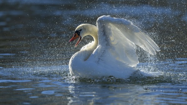 Mute swan (Cygnus olor), bathing against the light, Isar, Munich, Bavaria, Germany, Europe