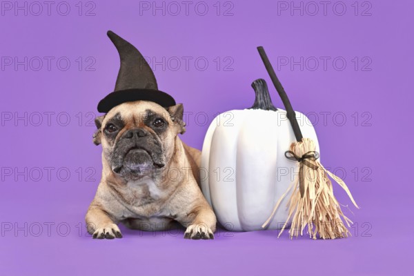 French Bulldog dog with Halloween costume witch hat next to broom and pumpkin on violet background