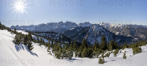 Mountain pines in the snow, ski tour to Schafreuter, view of snowy mountain panorama, Karwendel, Tyrol, Austria, Europe