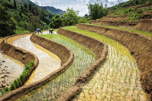 CAT CAT, VIETNAM, JUNE 9, 2011: Vietnamese farmers working in rice field paddy. Vietnam is now one of top world exporters in rice